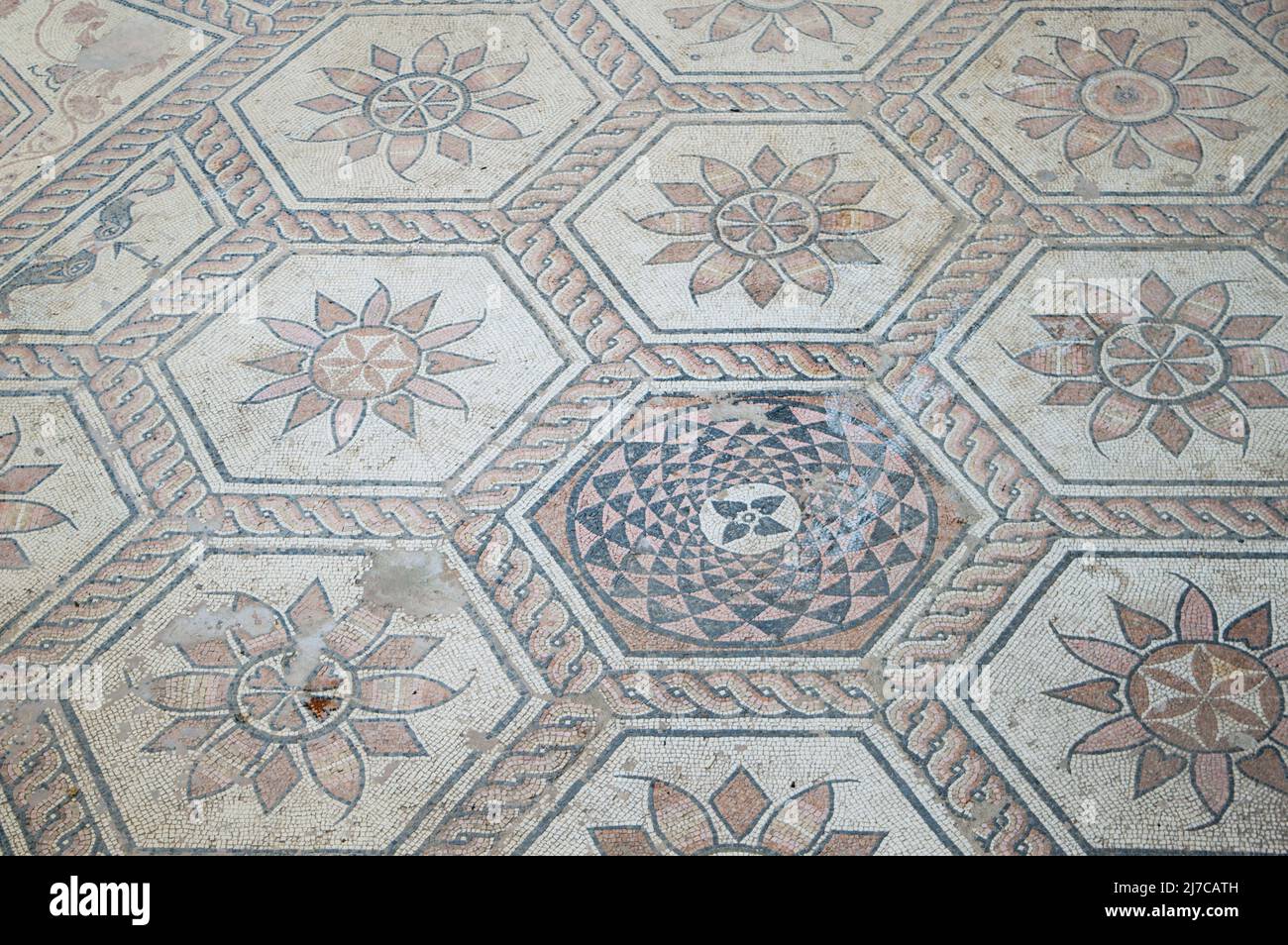 Ancient roman floor mosaic with mythological scene, called The Punishment of Dirce, found in Pula, Croatia Stock Photo