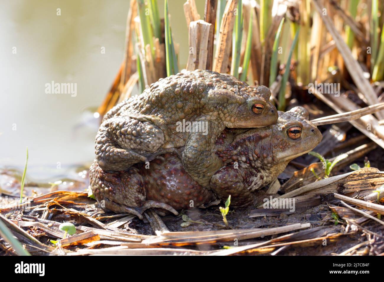Toad male and female sitting piggyback at the sea. Two common toads sitting and ready for spawn. Binomial name is Bufo Bufo. Stock Photo