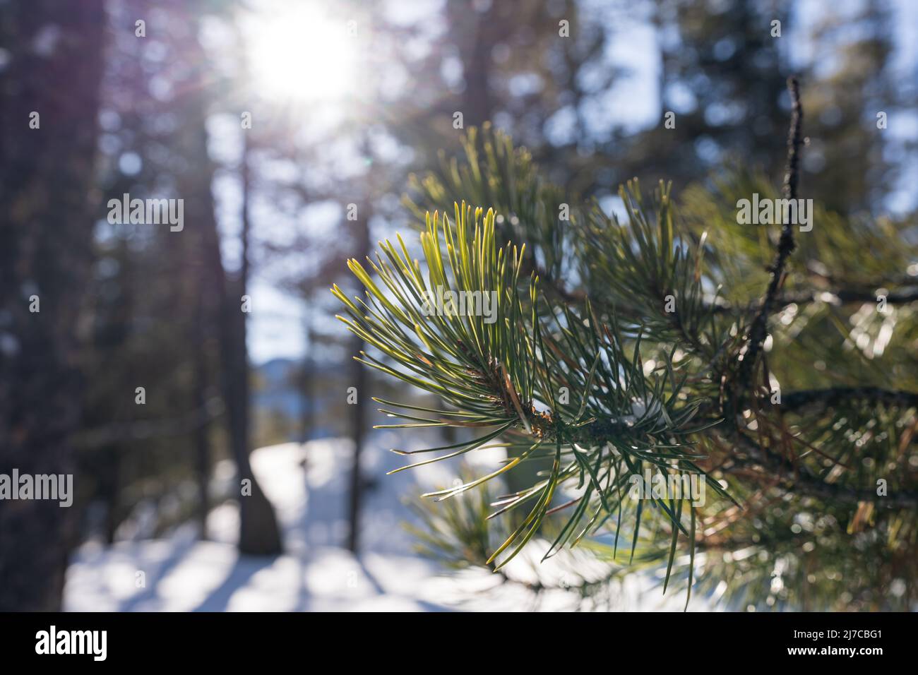 Close-up of needles of Douglas-fir trees branch in winter sunny day morning. The sun shines in the forest. Stock Photo