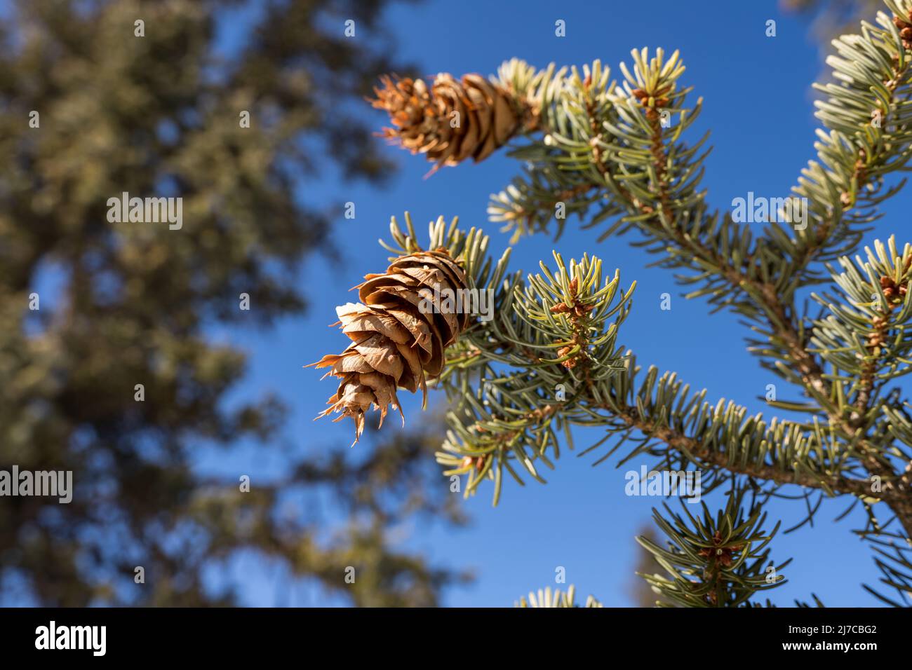 Close-up of Douglas-fir branches with seed cones Stock Photo