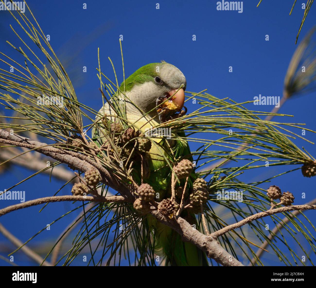Parakeet eating fruits of the Casuarina tree and blue sky in the background Stock Photo