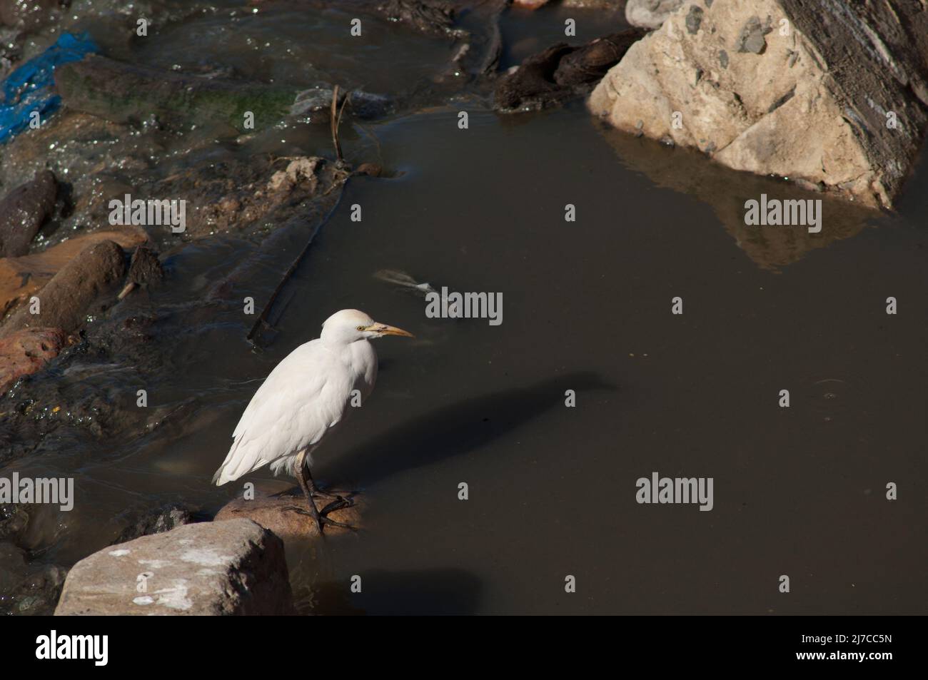 Cattle egret Bubulcus ibis in wastewater. Dakar. Senegal Stock Photo
