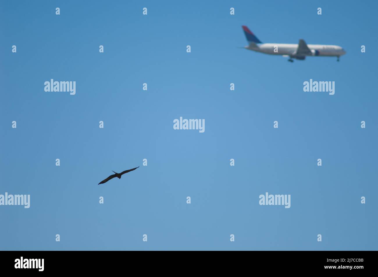 Black kite Milvus migrans in flight and airplane. Dakar. Senegal Stock