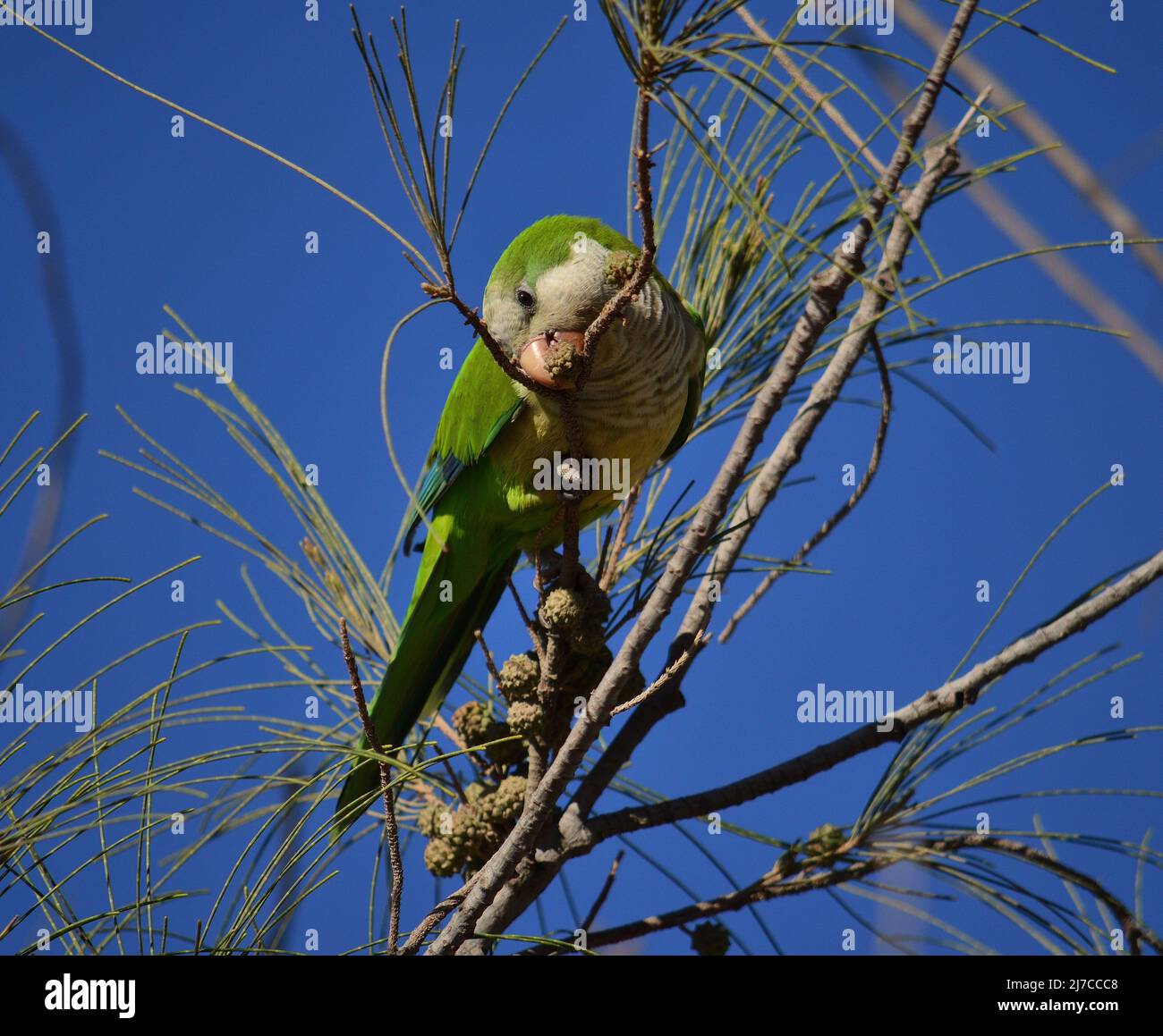 Parakeet among the branches of the Casuarina tree eating the small fruits Stock Photo