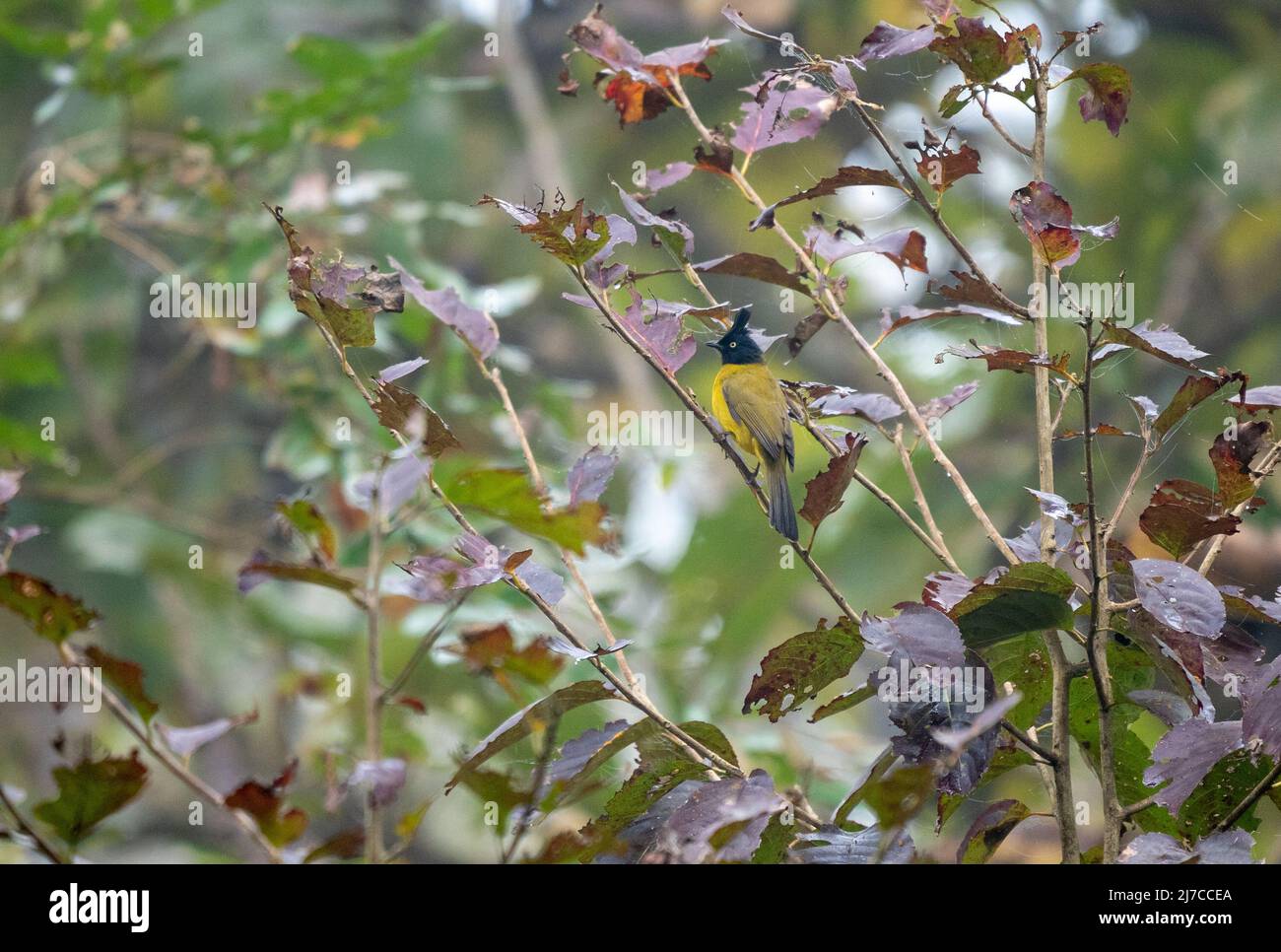 A black crested bulbul sitting on a branch in a small tree. Stock Photo