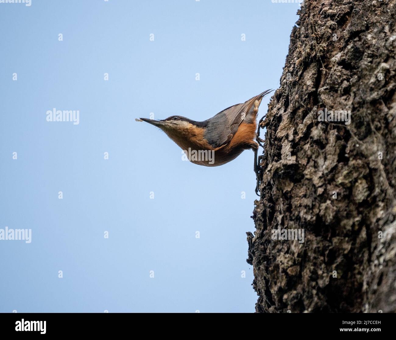 A Chestnut Bellied Nuthatch perched on the side of a tree with something in its beak. Stock Photo