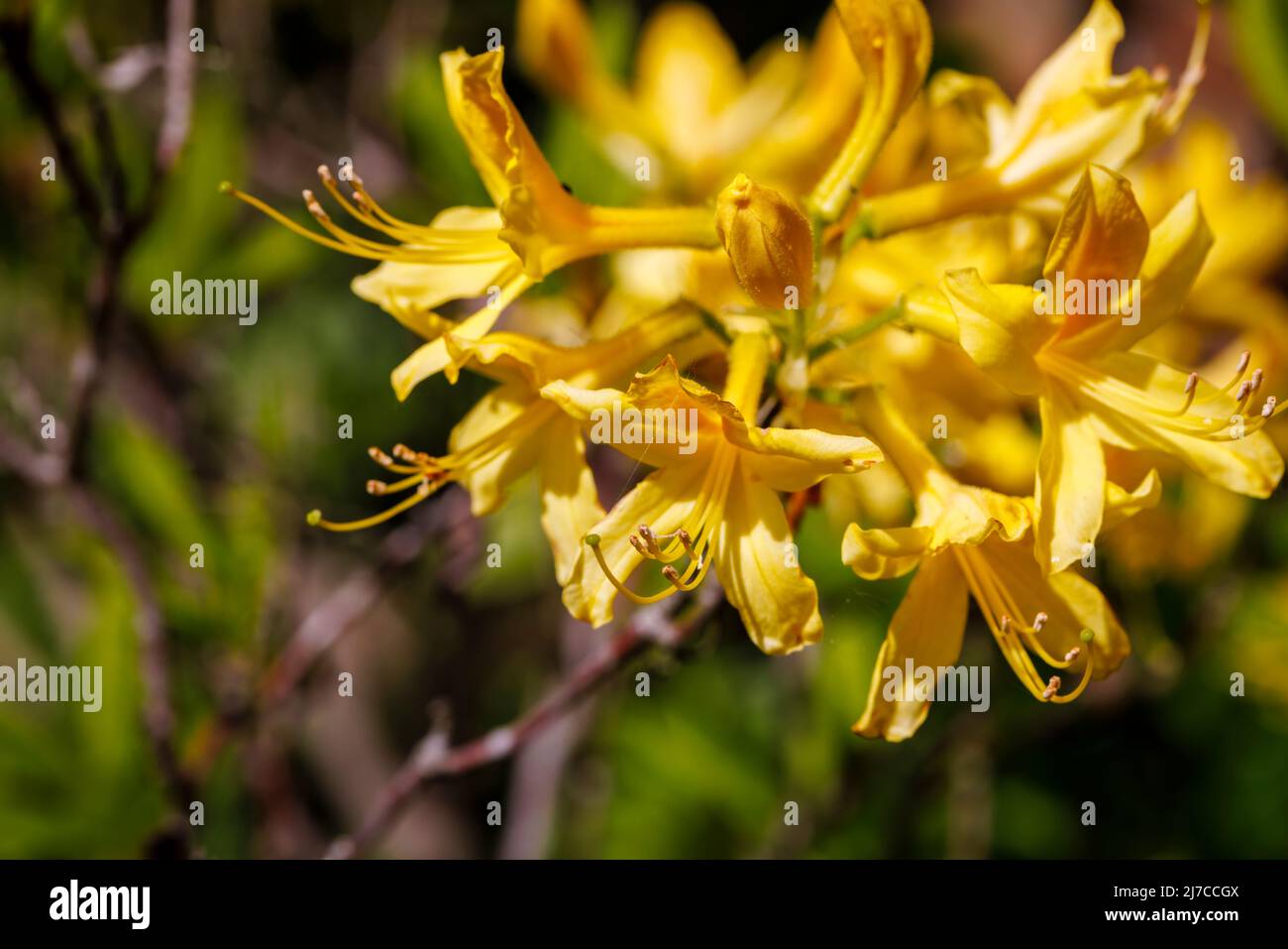 Close-up view of a yellow azalea flowering in spring in a garden in Surrey, south-east England Stock Photo