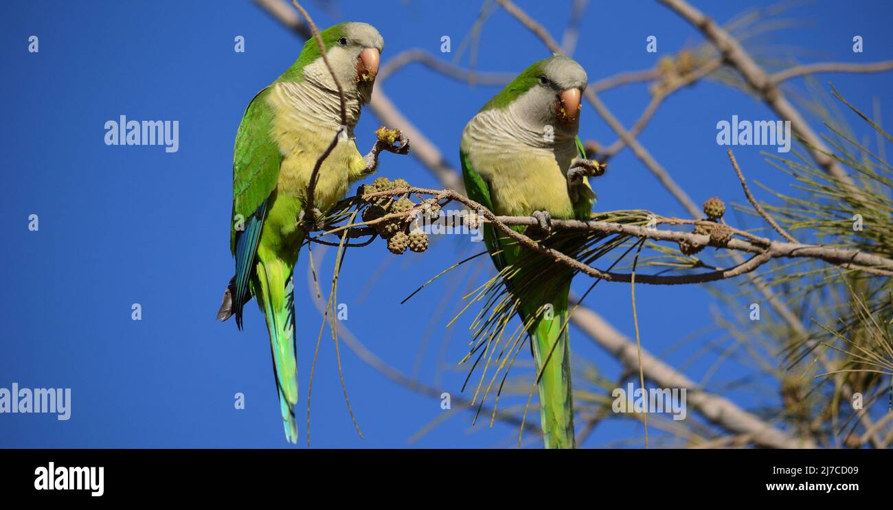 Parakeets eating fruit on a branch of Casuarina tree and blue sky in the background Stock Photo
