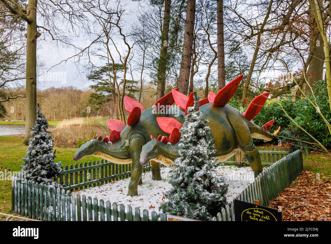 Models of a Jurassic period Stegosaurus, a herbivore dinosaur, at the annual family entertainment Snowsaurus event at Painshill Park, Cobham, Surrey Stock Photo