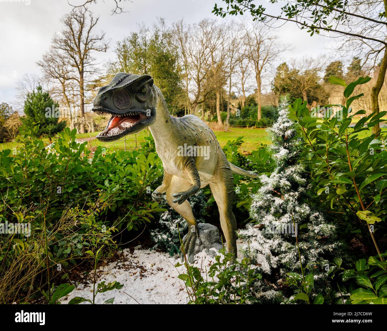 Model of a Jurassic period Allosaurus, a raptor dinosaur, at the annual family entertainment Snowsaurus event at Painshill Park, Cobham, Surrey Stock Photo