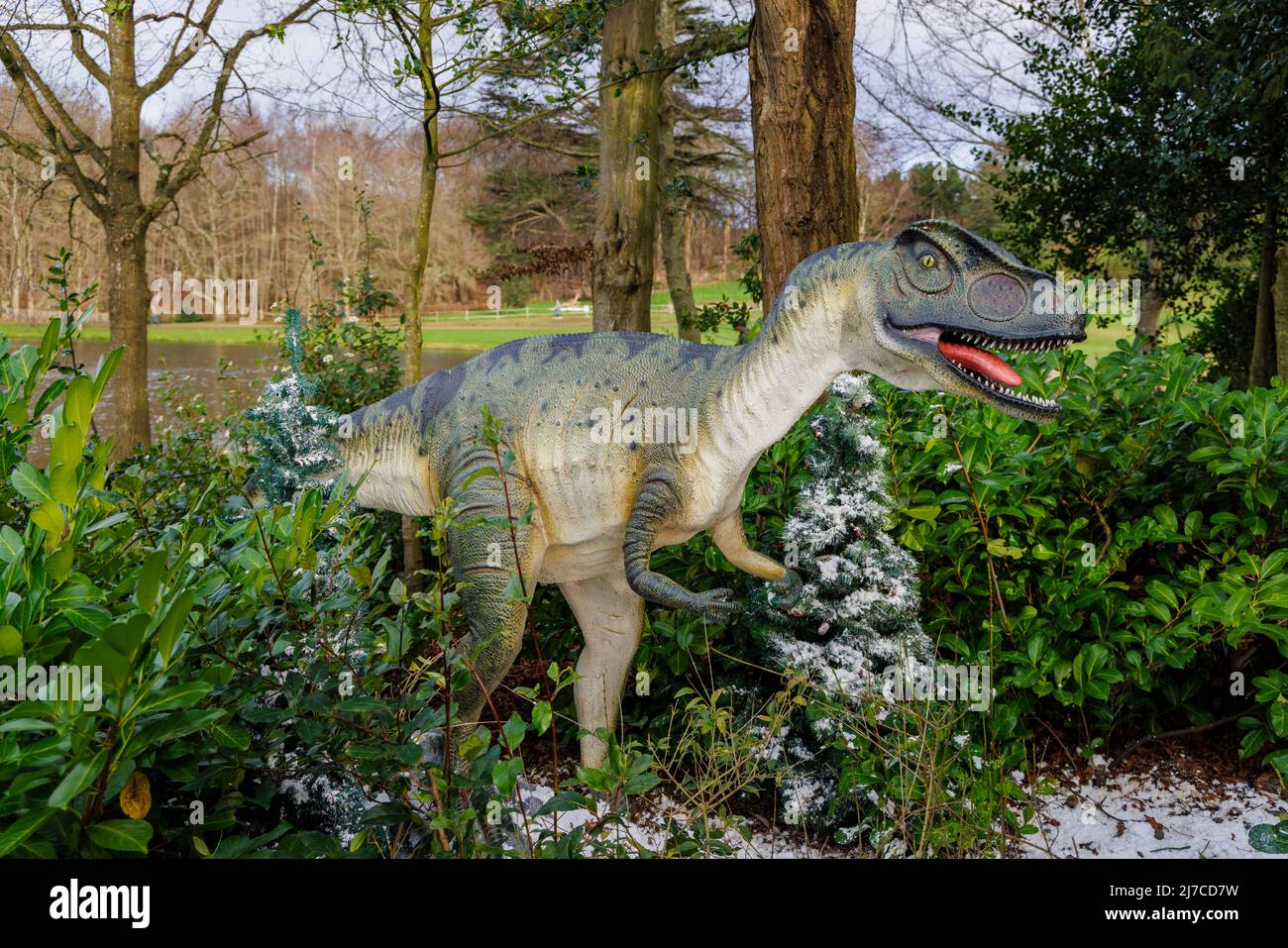 Model of a Jurassic period Allosaurus, a raptor dinosaur, at the annual family entertainment Snowsaurus event at Painshill Park, Cobham, Surrey Stock Photo