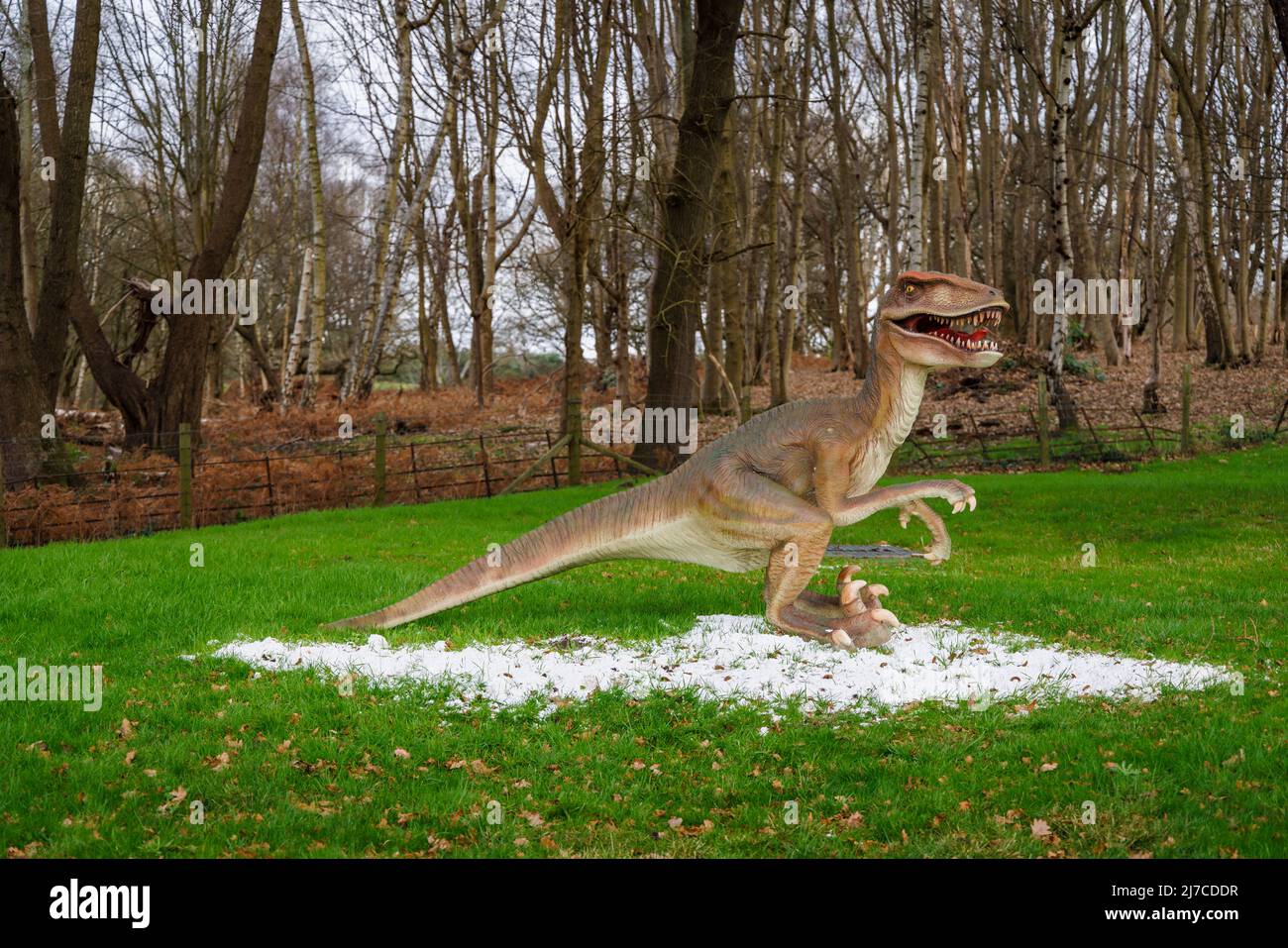 Model of Cretaceous period Dromaeosaurus, a raptor dinosaur, at the annual family entertainment Snowsaurus event at Painshill Park, Cobham, Surrey Stock Photo