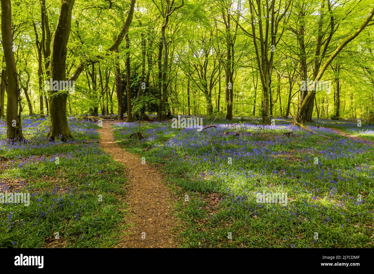 English bluebells (Hyacinthoides non-scripta) flowering in spring at White Down, Abinger Hammer in the Surrey Hills Area of outstanding Natural Beauty Stock Photo