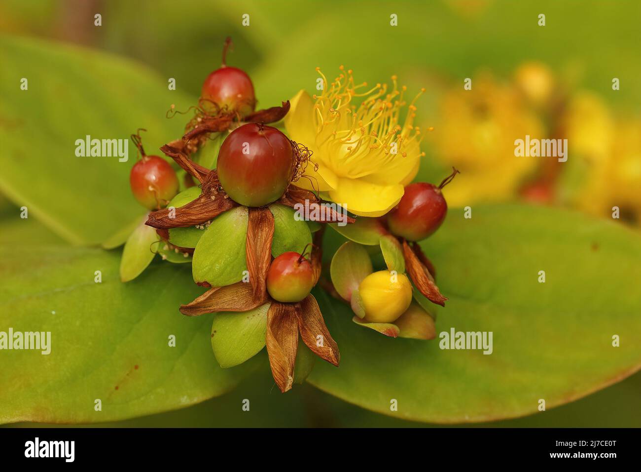 Closeup on an emerging flower bud of Tutsan, Hypericum androsaemum in ...