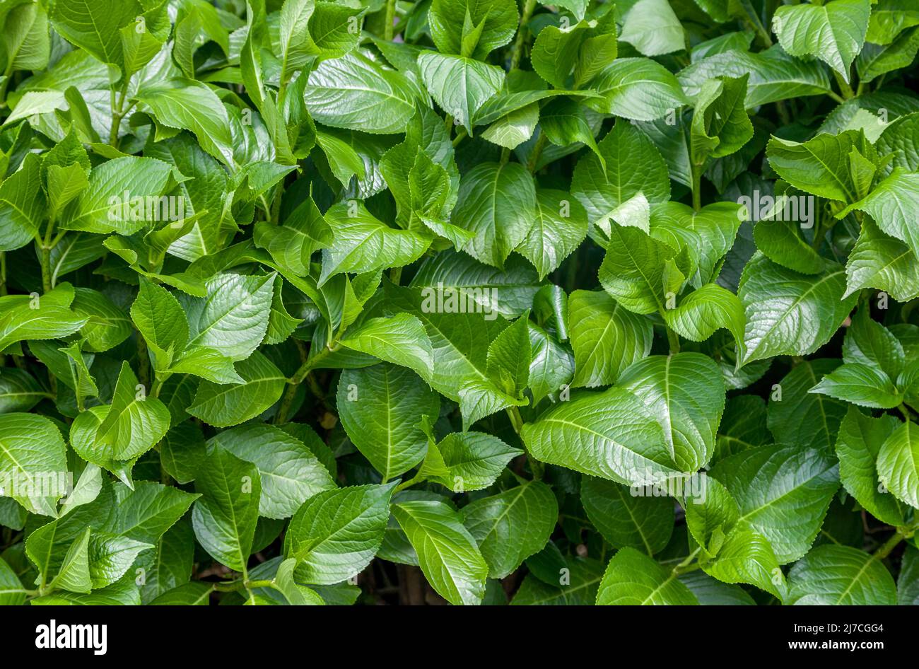 Green leaves on a sunny day, background Stock Photo