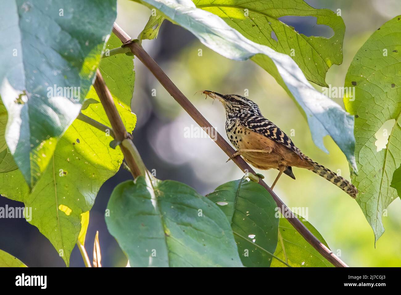 Band-backed wren with insect Stock Photo