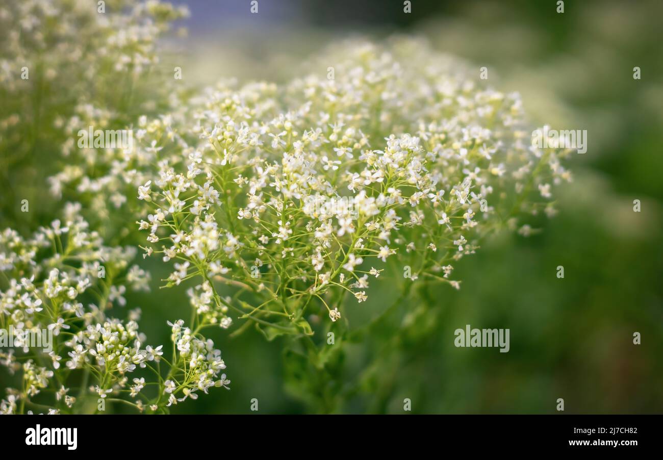 White Hoary Cress Flowers (Lepidium draba , Cardaria draba). Close up. Stock Photo