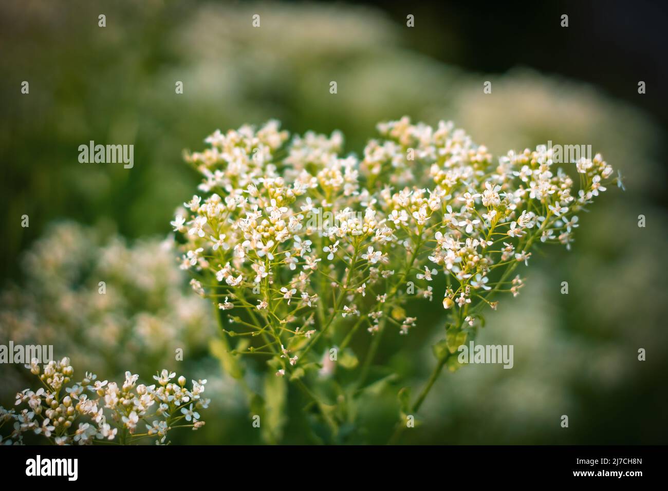White Hoary Cress Flowers (Lepidium draba , Cardaria draba). Close up. Stock Photo