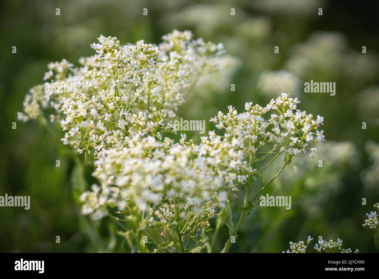 White Hoary Cress Flowers (Lepidium draba , Cardaria draba). Stock Photo