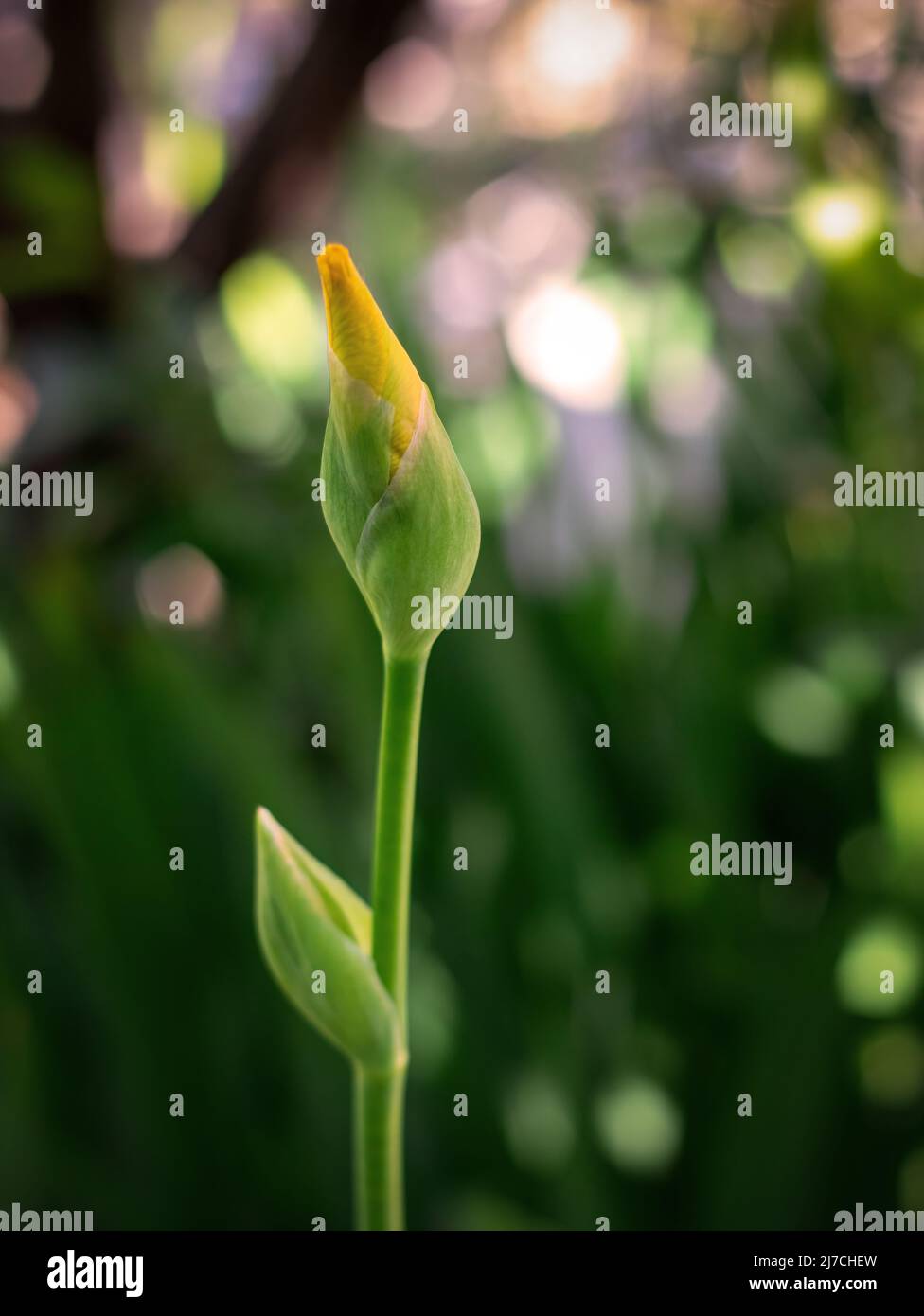 Bud of Yellow iris or Yellow flag (Iris pseudacorus) macro selective focus. Stock Photo