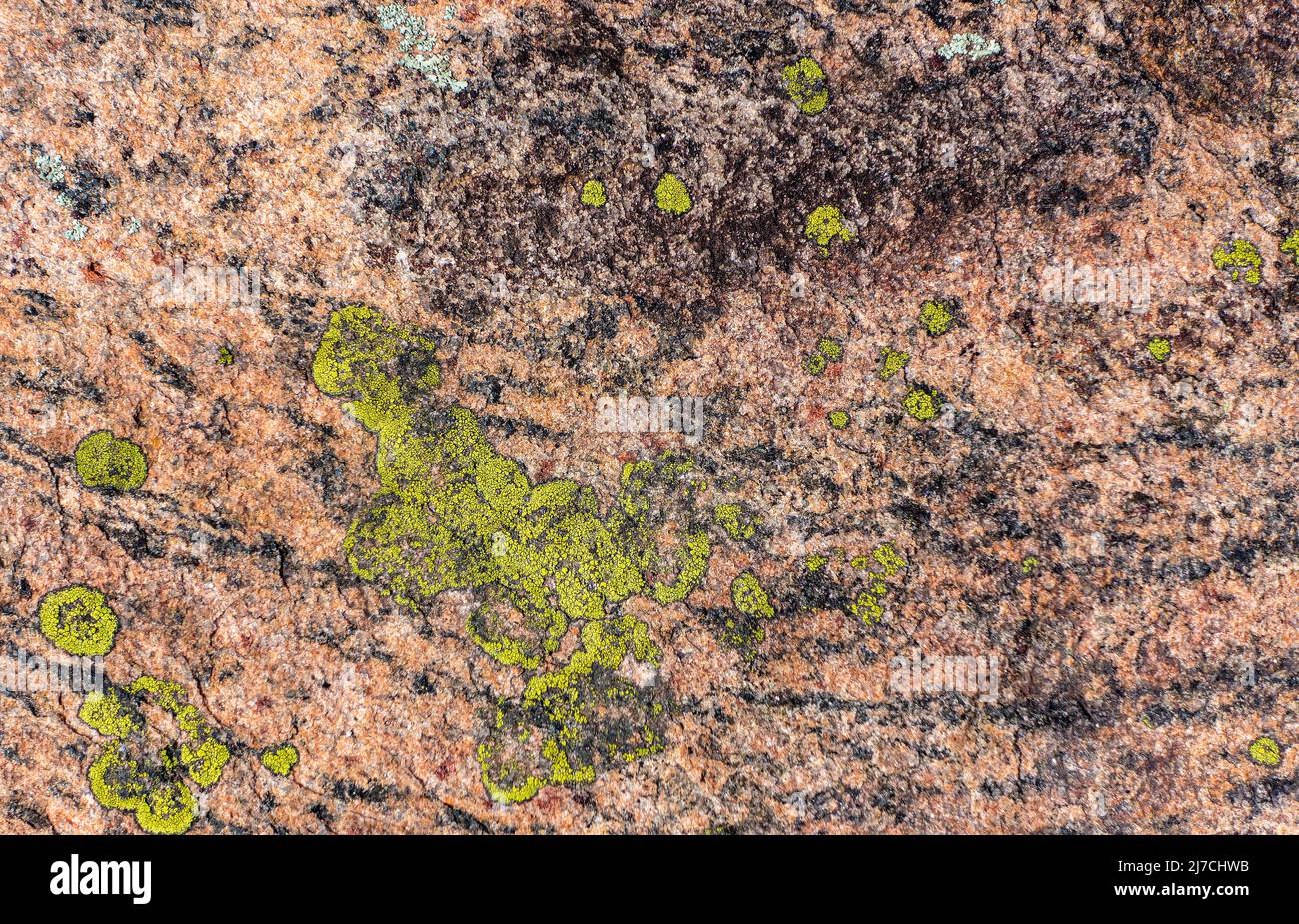 New growth of green lichen creates interesting patterns on the pink granite in the Muskoka Lakes District of Ontario Canada. Stock Photo