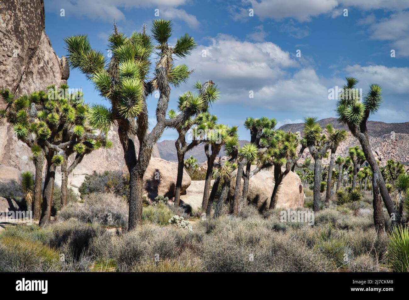 Joshua Trees punctuate the landscape in Joshua Tree National Park ...