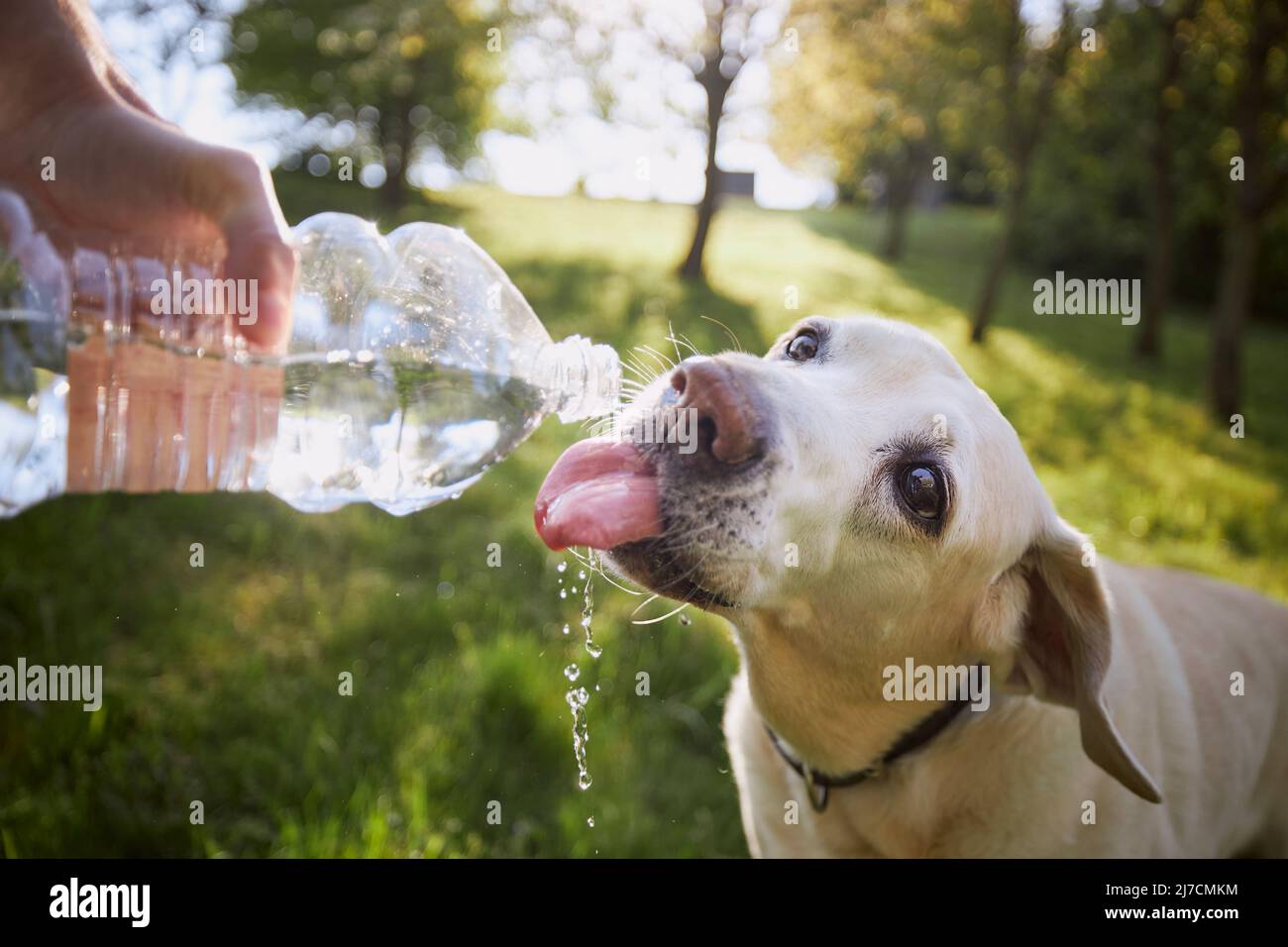 Dog drinking water from plastic bottle. Pet owner takes care of his
