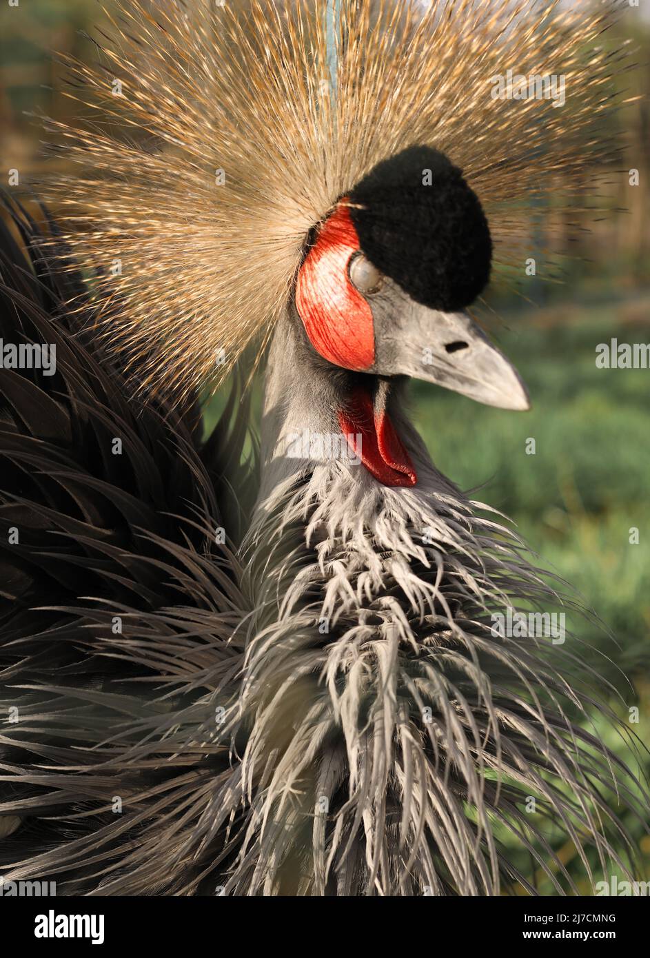 Grey crowned crane on the wings hi-res stock photography and images - Alamy