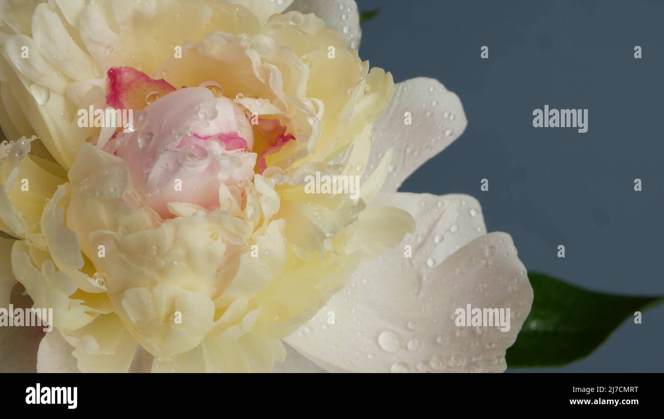 Water rain drops on peony flowers spring bloom, floral blossom of paeony. Springtime moist botanical flora. Pastel color paeonia inflorescence. Bouquet. Dew or raindrops on spring wet petals. Droplets Stock Photo