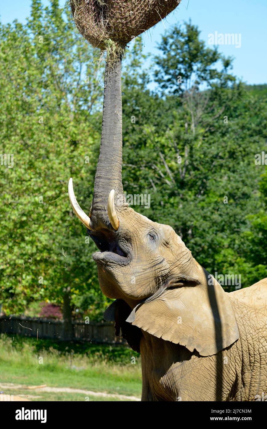 Profile portrait of African elephant (Loxondota africana) with trunk up Stock Photo