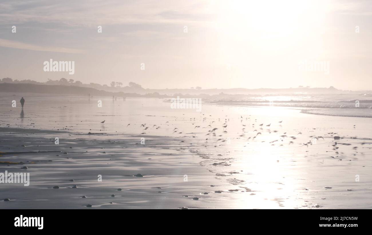 Ocean waves, many quick sandpiper birds, small sand piper plover shorebirds flock, Monterey beach wildlife, California coast sunset, USA. Sea water tide, littoral sand. Tiny fast young baby avian run. Stock Photo
