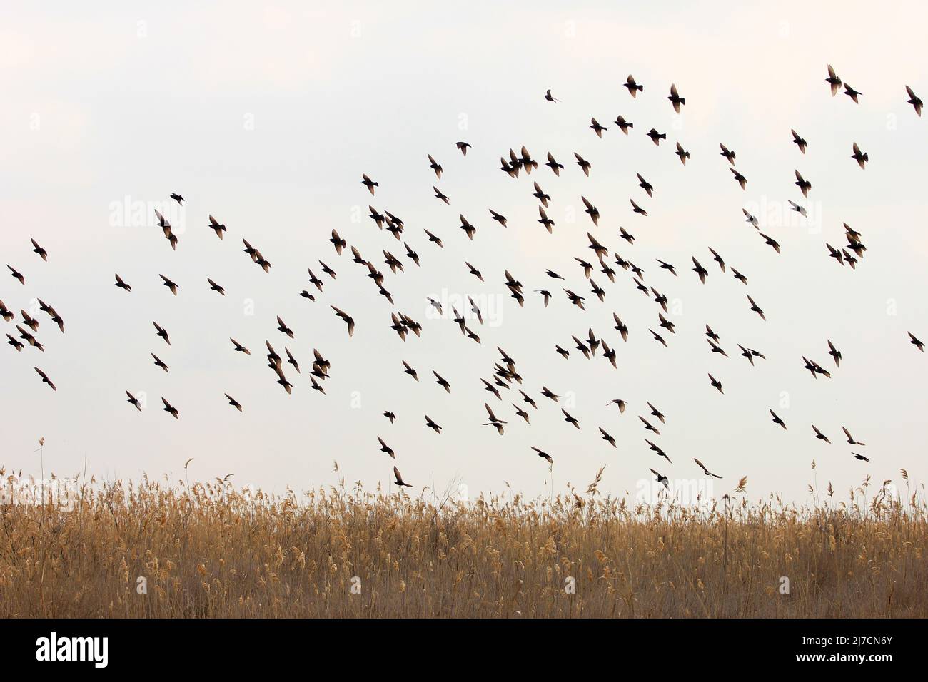 A large flock of birds flies over the reeds Stock Photo - Alamy