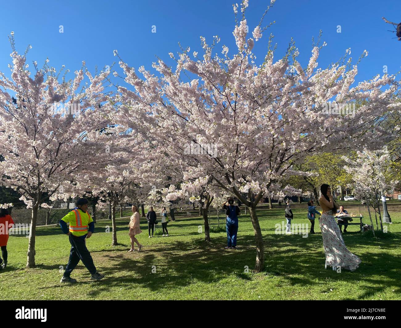 PEOPLE VISIT THE CHERRY BLOSSOM TREES AT TRINITY BELLWOODS PARK Stock ...