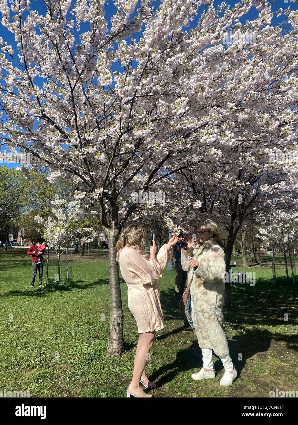 PEOPLE VISIT THE CHERRY BLOSSOM TREES AT TRINITY BELLWOODS PARK Stock ...