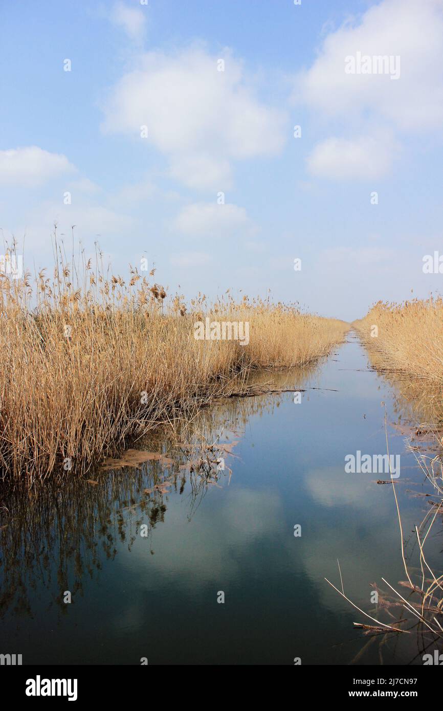Distant Reeds Yellow reeds by river hi-res stock photography and images - Alamy