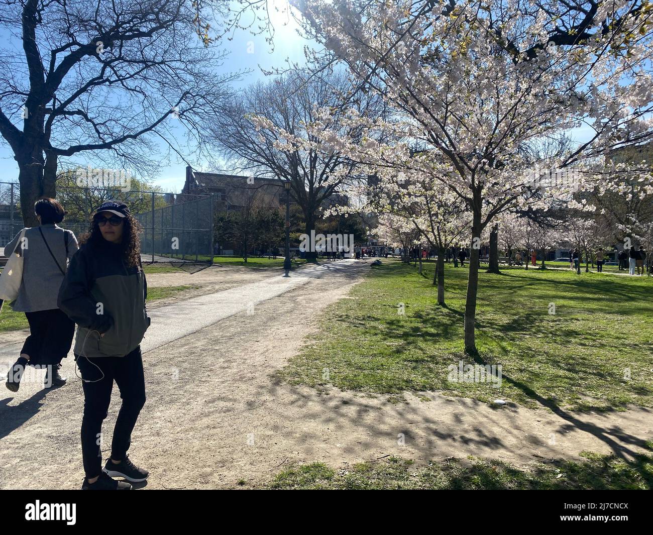 PEOPLE VISIT THE CHERRY BLOSSOM TREES AT TRINITY BELLWOODS PARK Stock ...