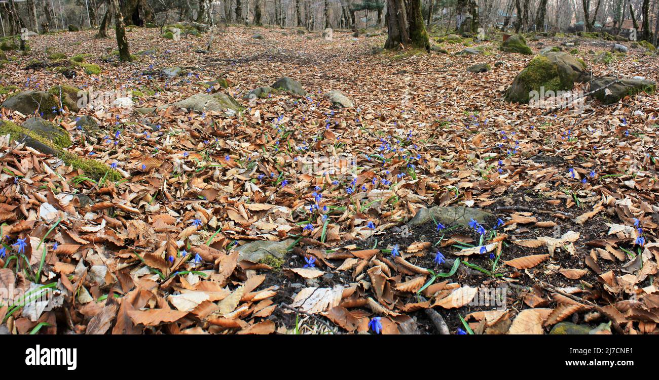 The first blue spring flowers in the forest Stock Photo - Alamy