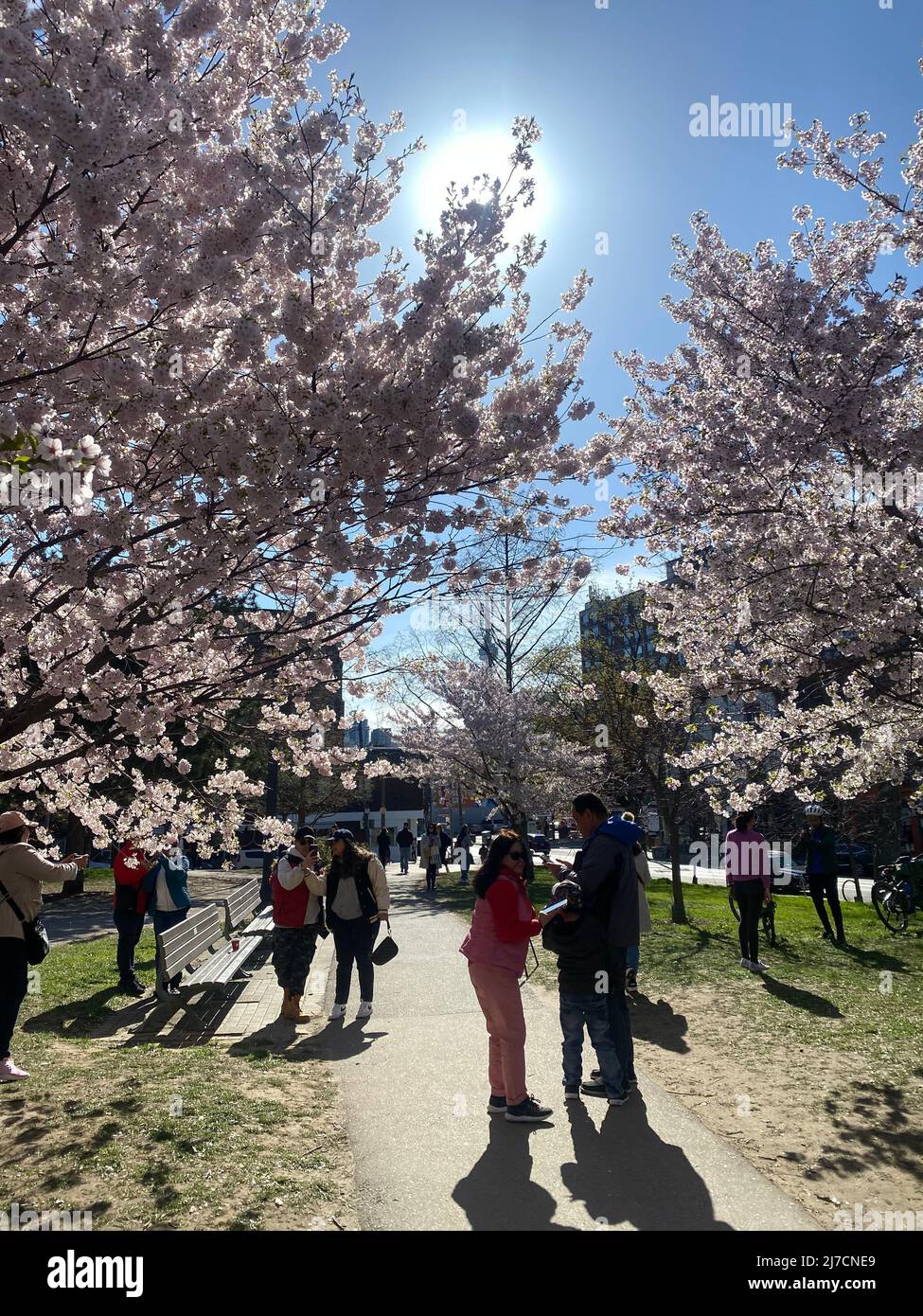 PEOPLE VISIT THE CHERRY BLOSSOM TREES AT TRINITY BELLWOODS PARK Stock
