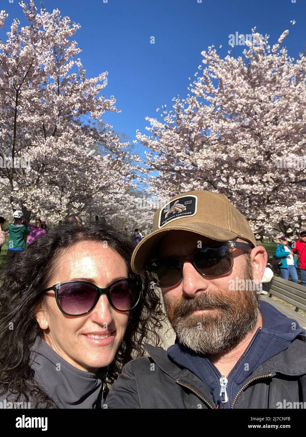 PEOPLE VISIT THE CHERRY BLOSSOM TREES AT TRINITY BELLWOODS PARK Stock ...