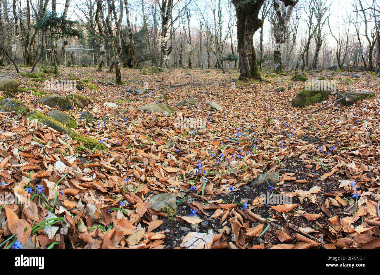 The first blue spring flowers in the forest Stock Photo - Alamy
