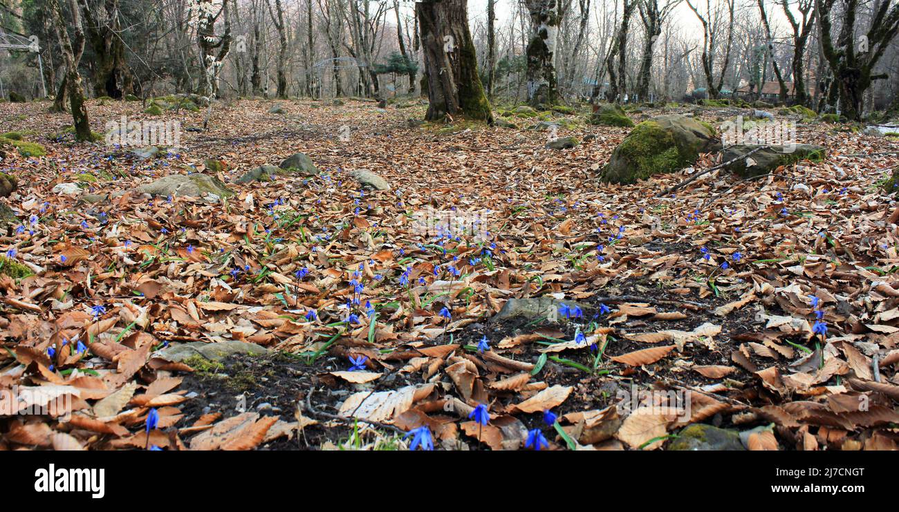 The first blue spring flowers in the forest Stock Photo - Alamy