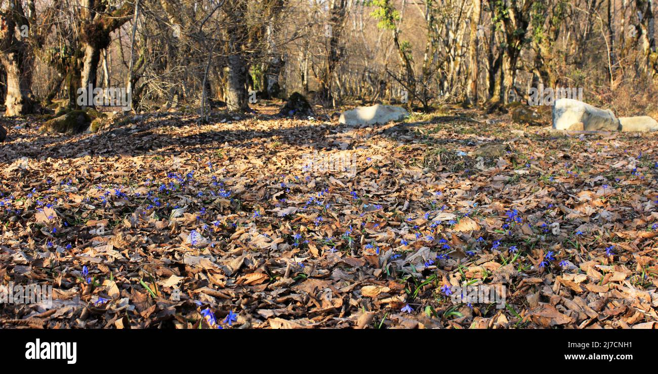 The first blue spring flowers in the forest Stock Photo - Alamy