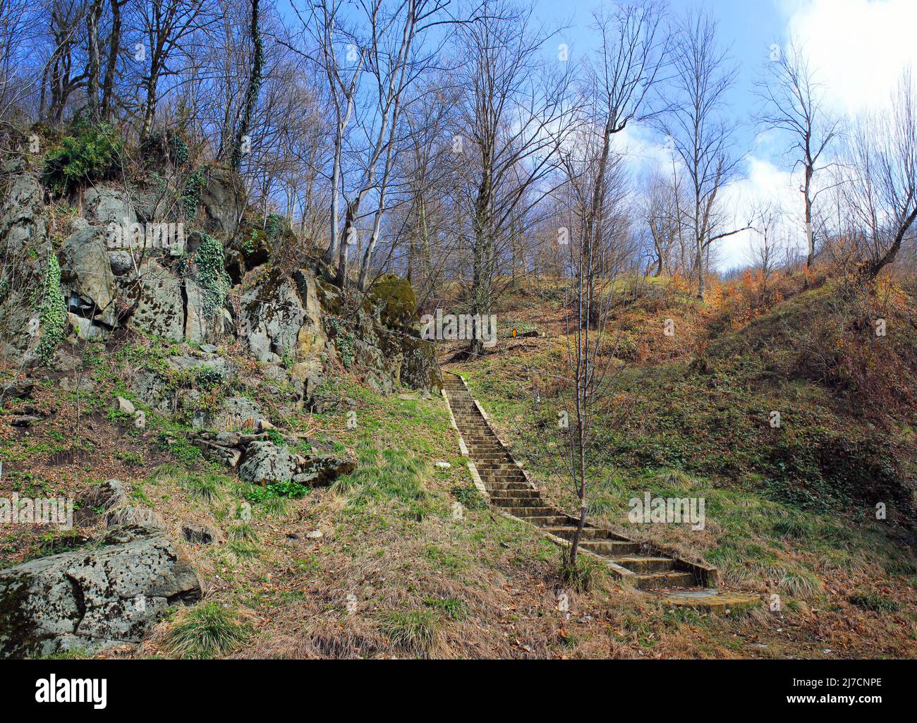 Beautiful spring forest hi-res stock photography and images - Alamy