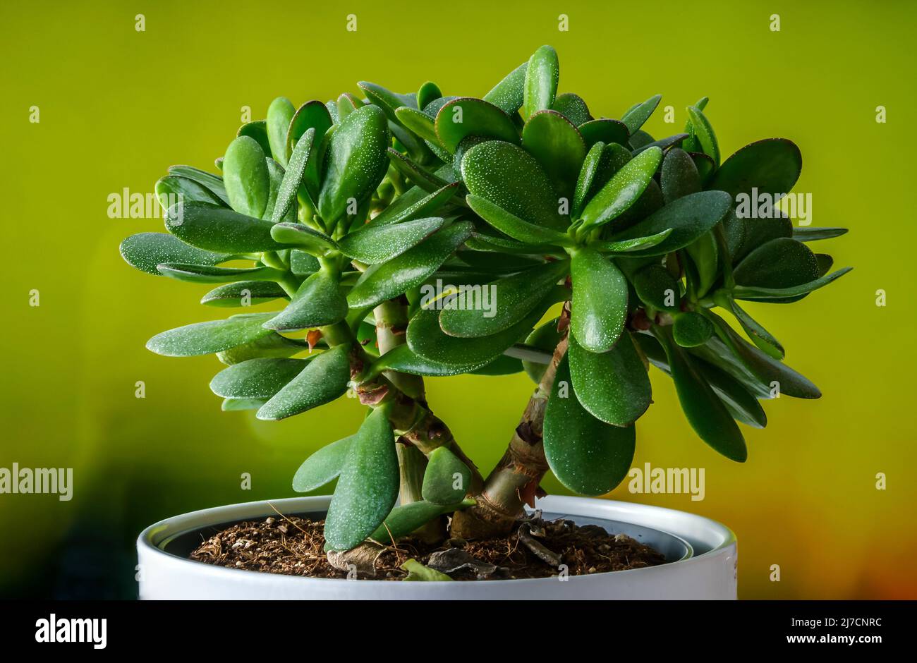 Crassula ovate, oval crassula, silver crassula, lucky tree, money tree, Crassula ovata, plant native to South Africa Stock Photo