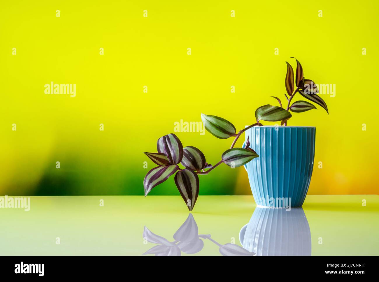 Ternary, Tradescantia L., colorful leaves in a blue cup on a soft blurred background, graft of a young plant Stock Photo
