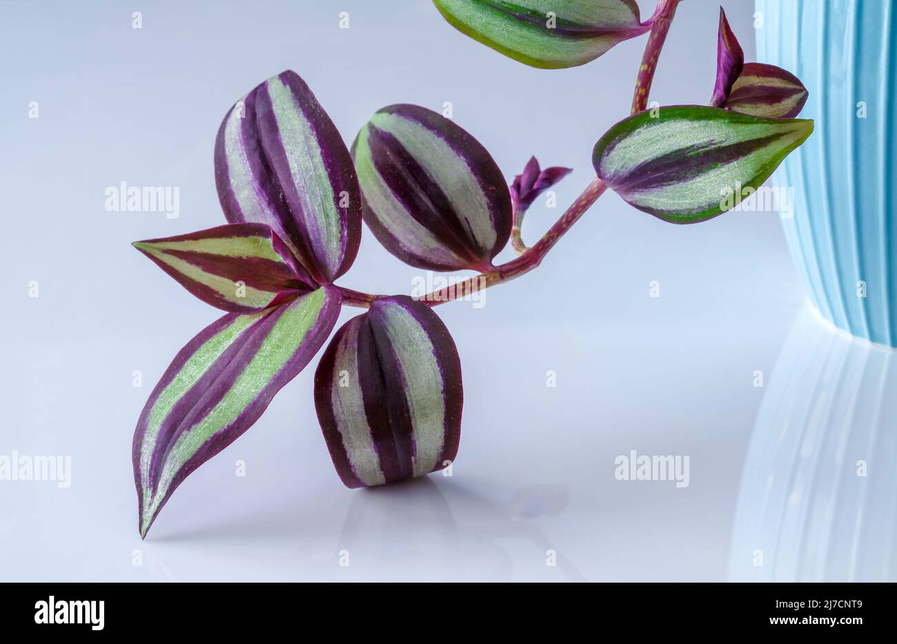 Ternary, Tradescantia L., colorful leaves in a blue cup on a soft blurred background, graft of a young plant Stock Photo