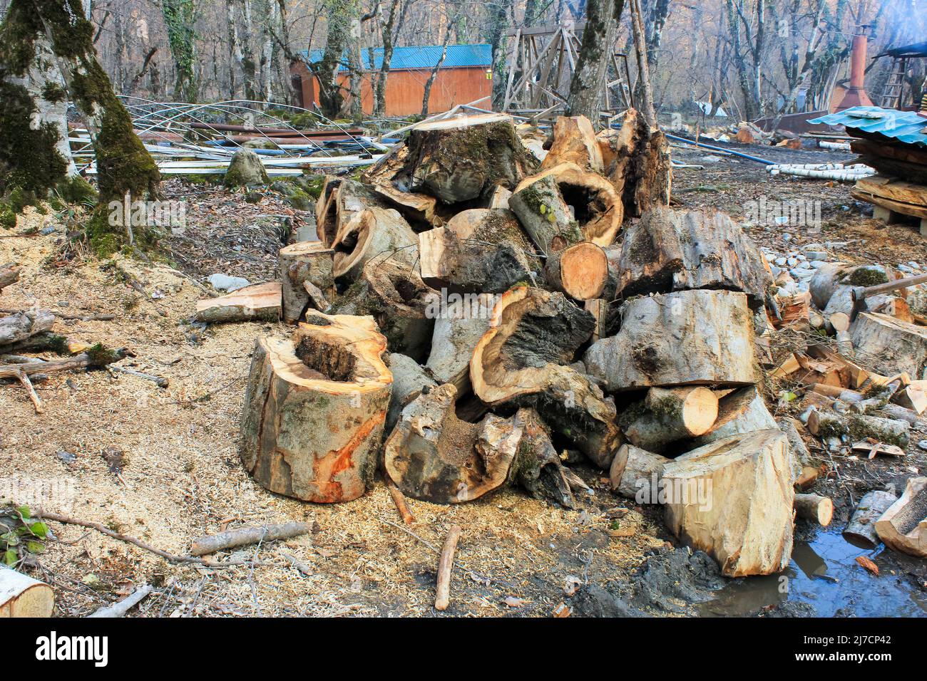 Sawed tree trunks for firewood Stock Photo Alamy