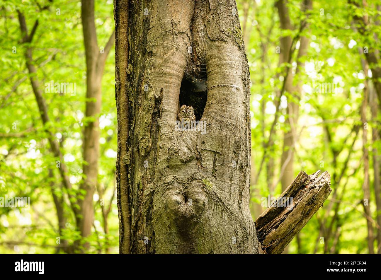 The small brown tawny owl sitting and sleeping in a cavity in an old tree trunk. Mixed forest with beech trees and fresh green leaves in the backgroun Stock Photo
