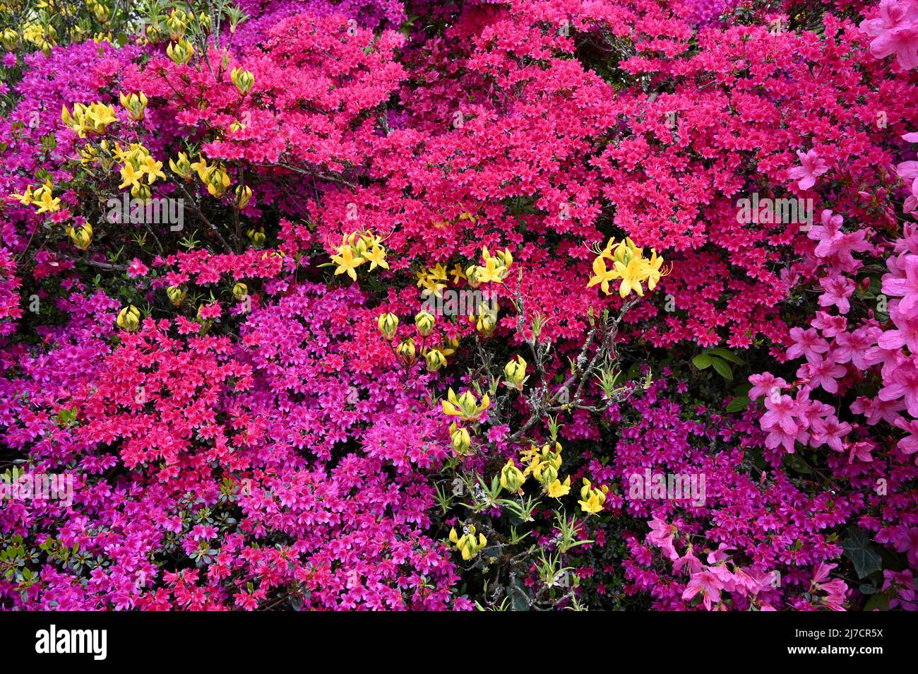 Rhododendrons and Azaleas, Kenwood House, Hampstead Heath, London. UK Stock Photo