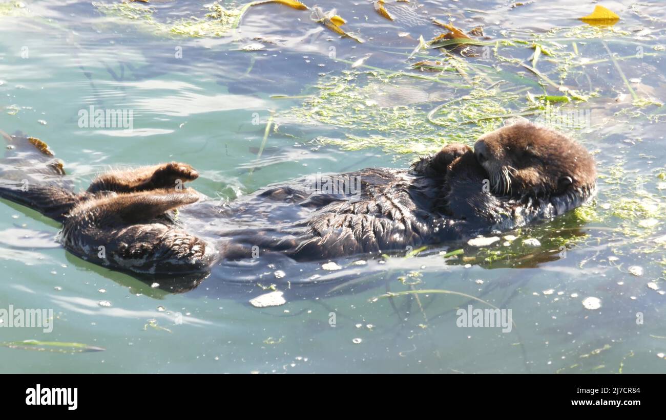 Cute furry sea otter marine mammal, adorable cuddly wild aquatic animal